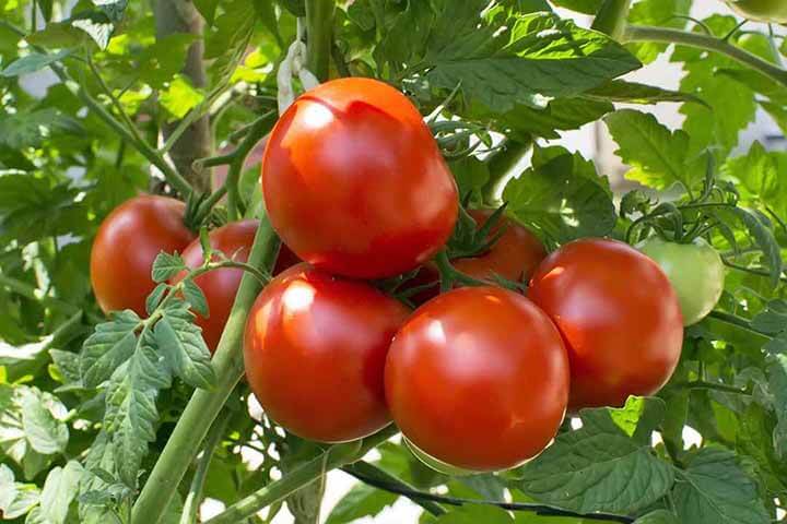 Cà chua giúp cải thiện lưu lượng máu hiệu quả