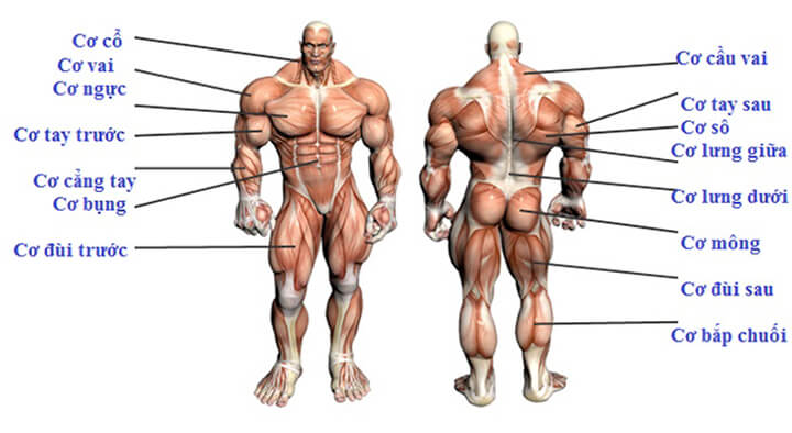 Các nhóm cơ trên cơ thể phục vụ cho việc tập gym.