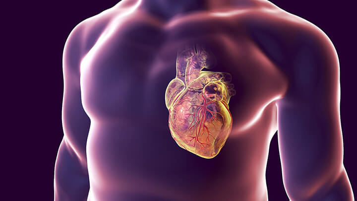 Hít đất thường xuyên thúc đẩy khả năng hoạt động của cơ tim