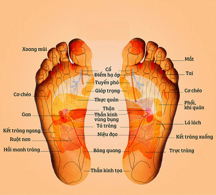 Gan bàn chân có liên hệ đến nhiều cơ quan trong cơ thể